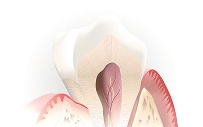 Animation of the inside of a tooth